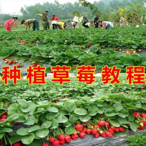 草莓种植技术全套视频教程大全科学培训方法经验大棚栽培教程资料-优资源网