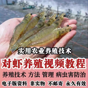 对虾养殖技术视频教学教程水质管理日常养护疾病防治南美白素材-优资源网