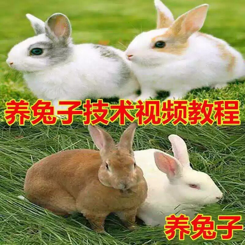 养兔子技术自学全套视频教程大全兔子养殖教程学畜牧养殖视频教程-优资源网