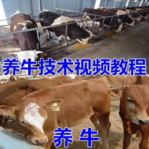 养牛养羊视频教程疾病防治挤奶牛场建设放牧饲养猪技术全套发育-优资源网