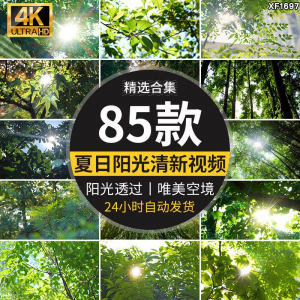 4K夏日阳光透过树叶森林空境升格大自然唯美清新绿叶实拍视频素材-优资源网